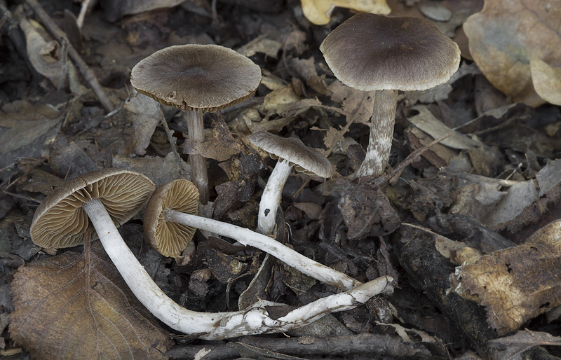 Cortinarius sertipes